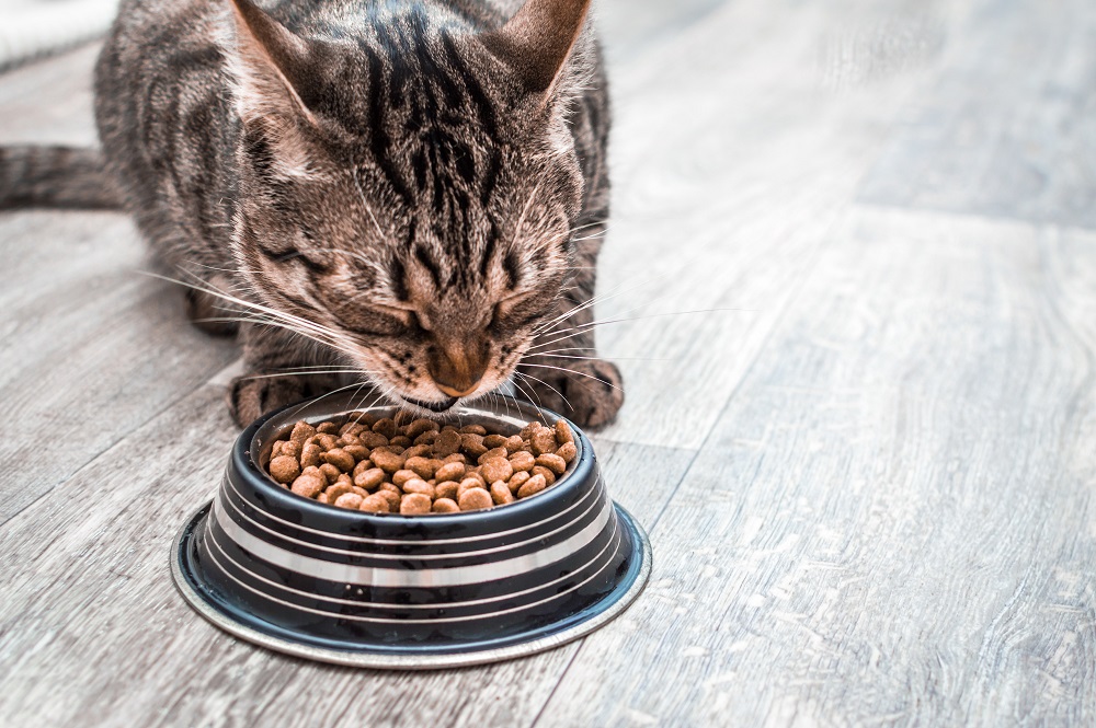 Best Cat Dry Food for Cats of All Ages: A Complete 2021 Buyers Guide