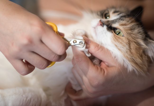 Best Cat Nail Clippers: 2021 Buyer’s Guide