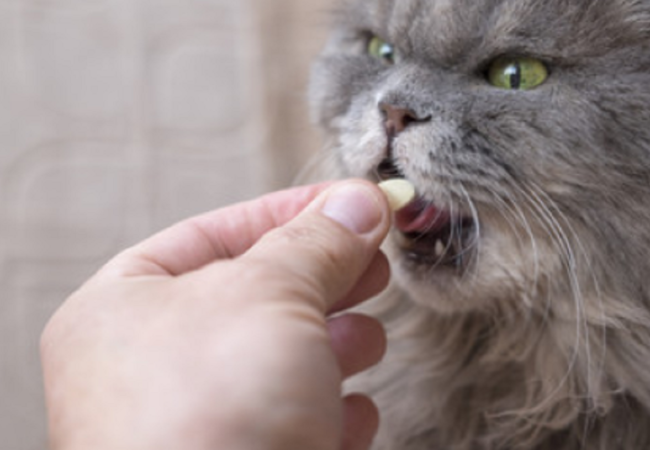 How to Get a Cat to Take a Pill: 2021 Buyer’s Guide
