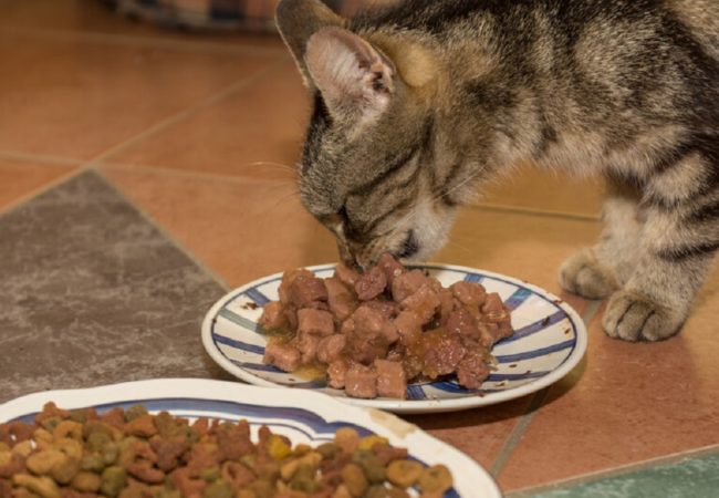 Best Cat Foods for Constipation: Complete 2021 Buyer’s Guide