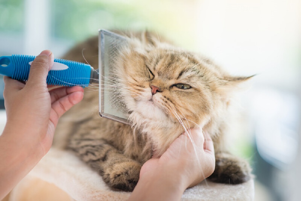 brushing a fluffy cat