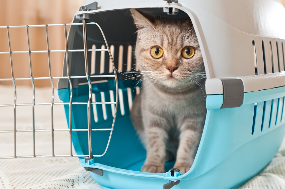 Cat Inside Pet Carrier