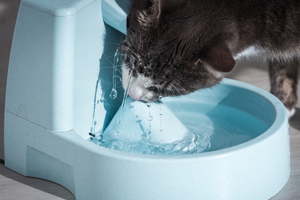 Funny Cat Drinks Water From Water Dispenser