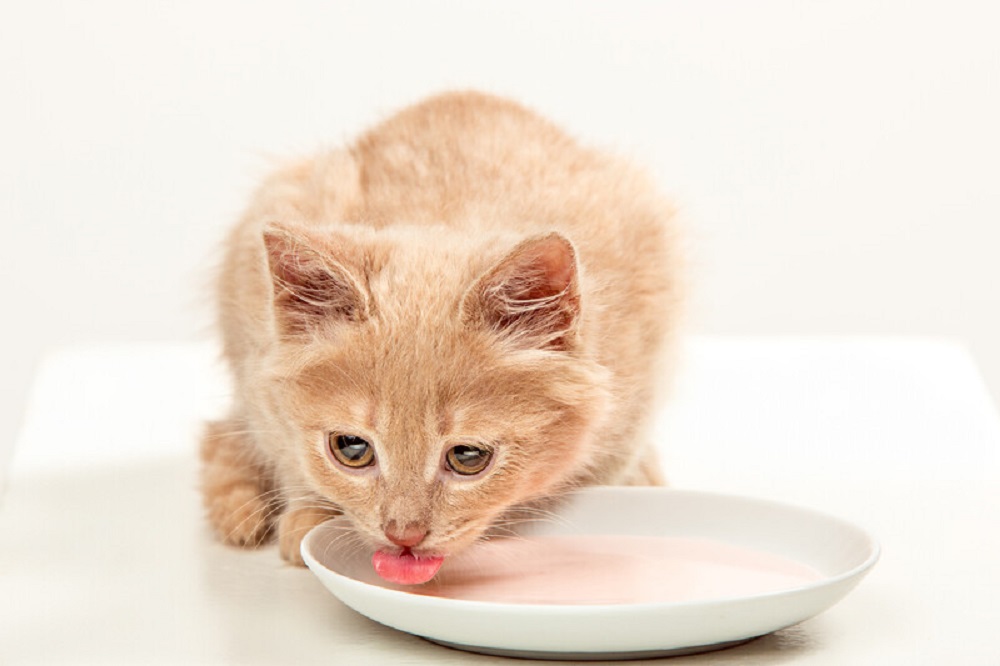 cat drinking in a bowl