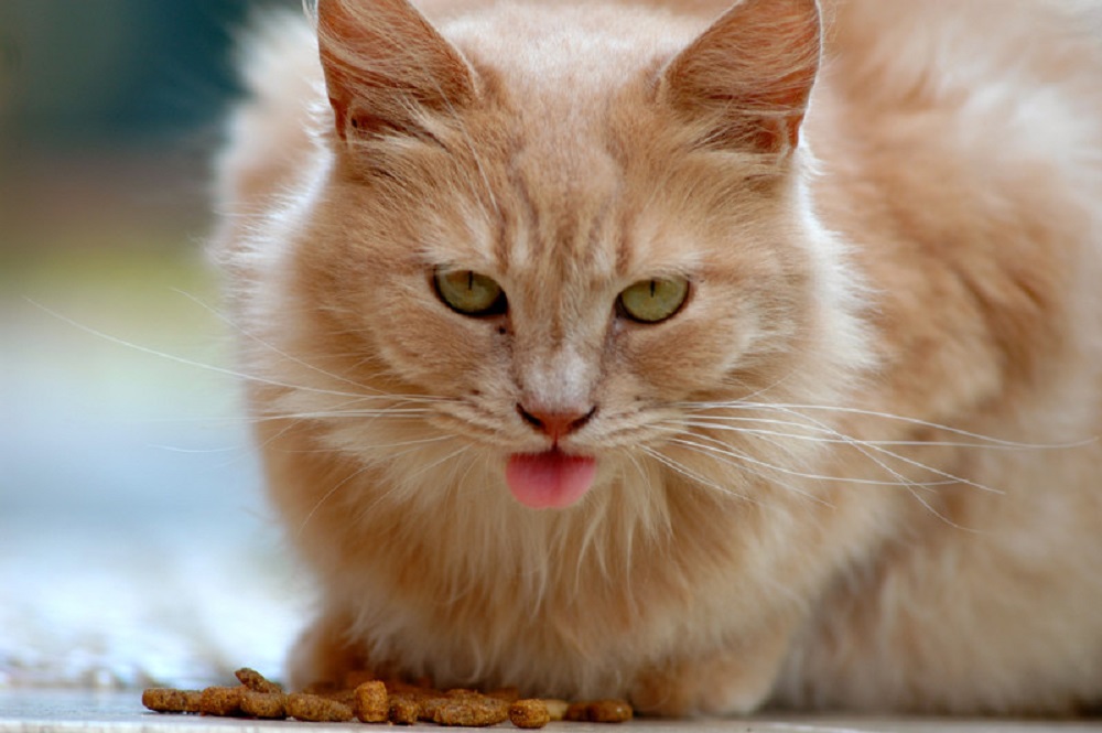 senior cat eating cat food
