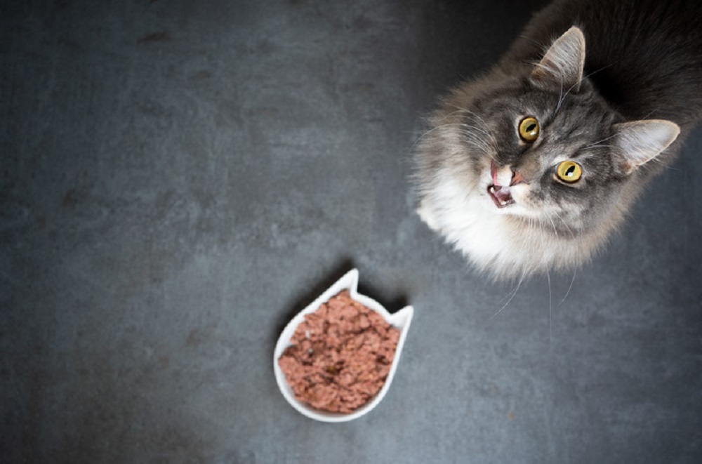 eating cat food for sensitive stomach