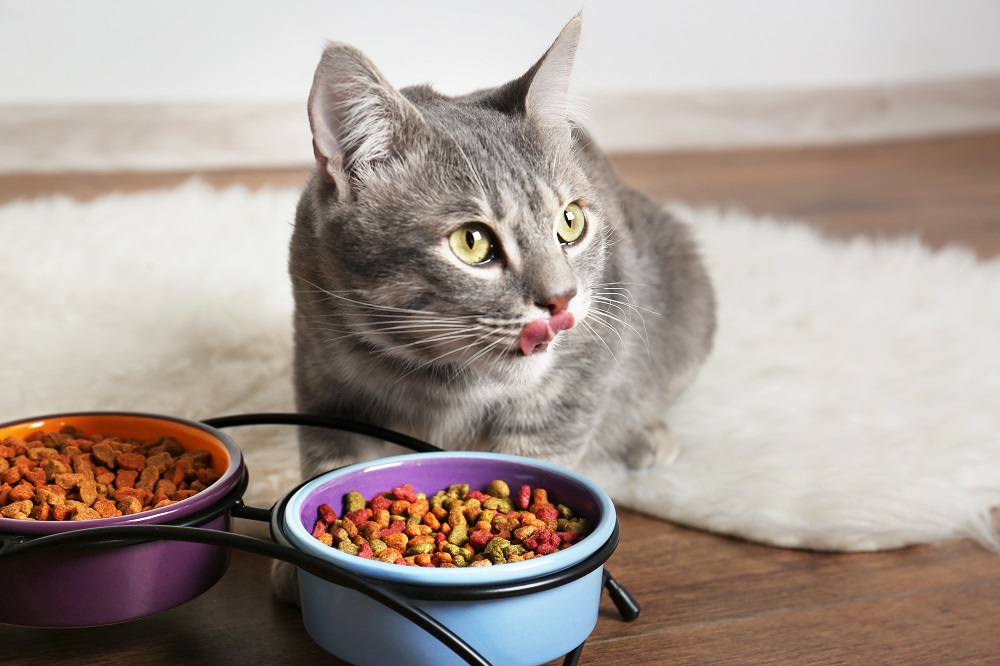 cat eating healthy cat food