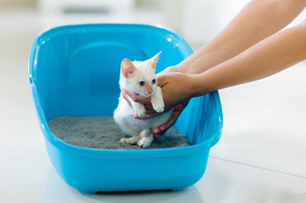 training a cat to use a litter box