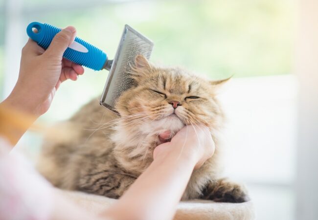 Best Cat Deshedder for Short-Haired & Long-Haired Cats: 2021 Buyer’s Guide