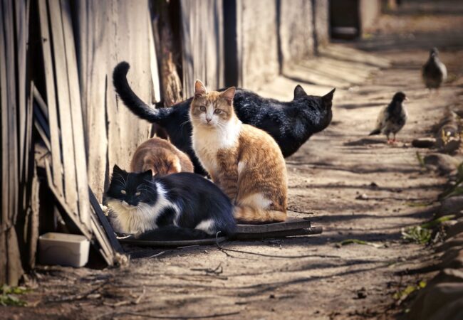 A group of homeless cats on the city street hunts pigeons. A red cat looks smart.