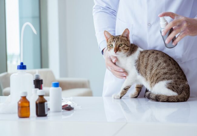 How to Get Rid of Fleas on Kittens