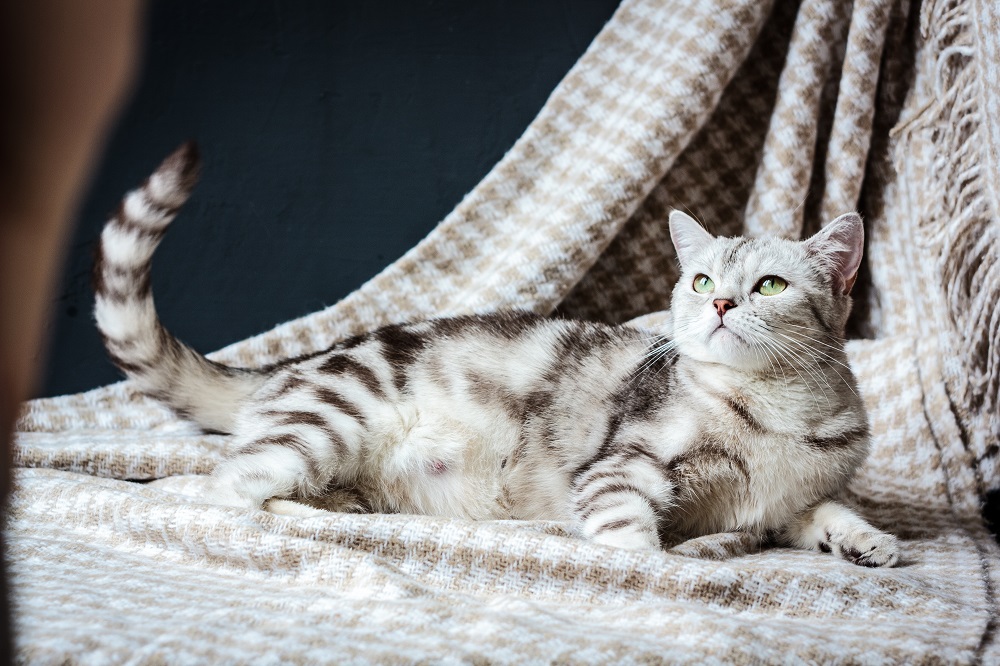 How to Tell if Your Cat is Pregnant: Signs & Symptoms
