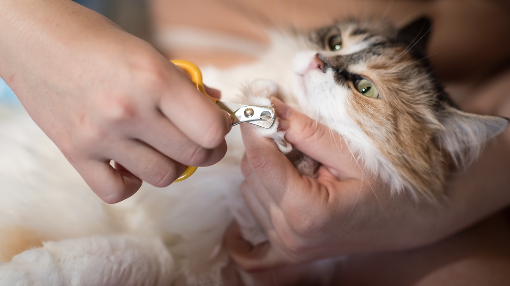 cat getting a nail trim.