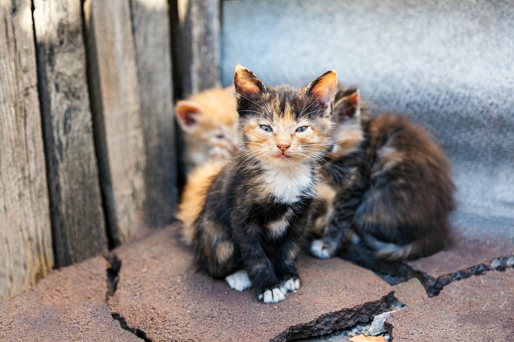 feral kittens