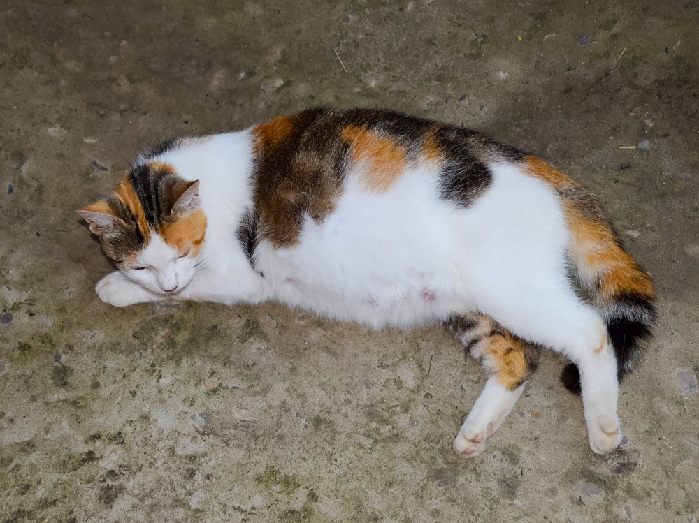 pregnant cat resting