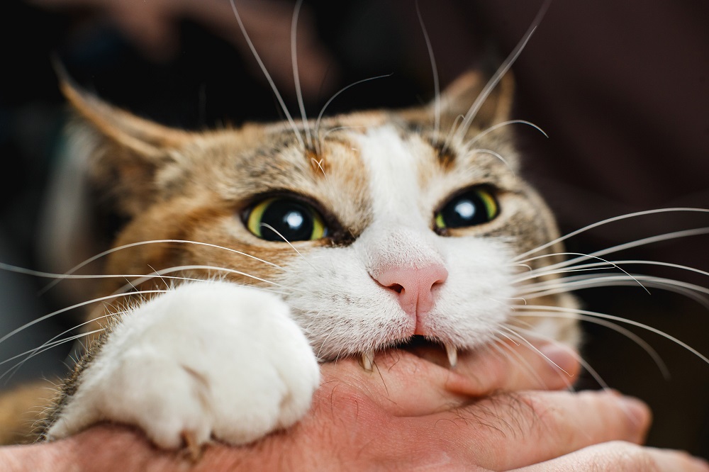 cat biting a hand