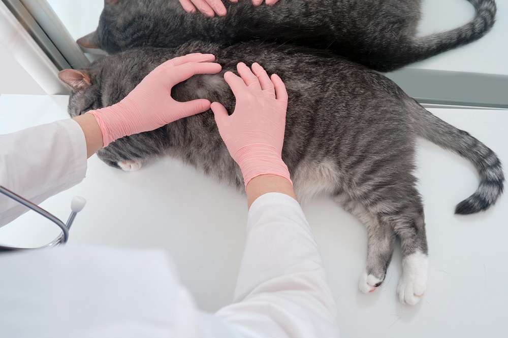 cat being treated against fleas